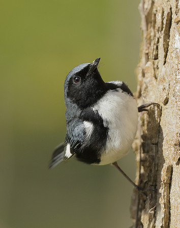 Black-throated Blue Warbler Setophaga caerulescens