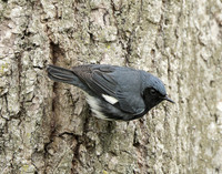 Black-throated Blue Warbler Setophaga caerulescens
