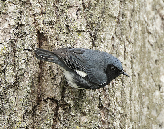 Black-throated Blue Warbler Setophaga caerulescens
