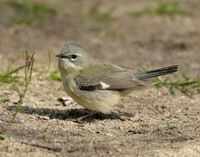 Black-throated Blue Warbler Setophaga caerulescens