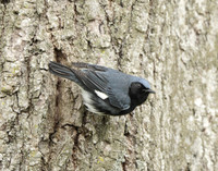 Black-throated Blue Warbler Setophaga caerulescens