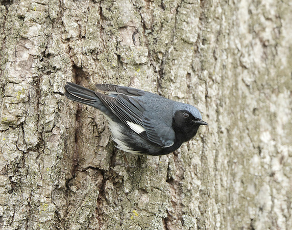 Black-throated Blue Warbler Setophaga caerulescens