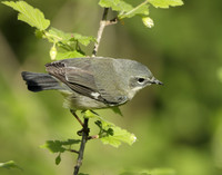 Black-throated Blue Warbler Setophaga caerulescens
