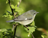 Black-throated Blue Warbler Setophaga caerulescens