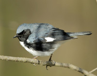 Black-throated Blue Warbler Setophaga caerulescens