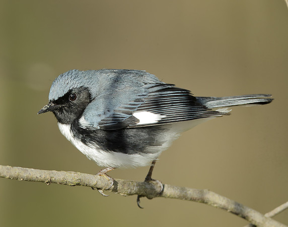Black-throated Blue Warbler Setophaga caerulescens