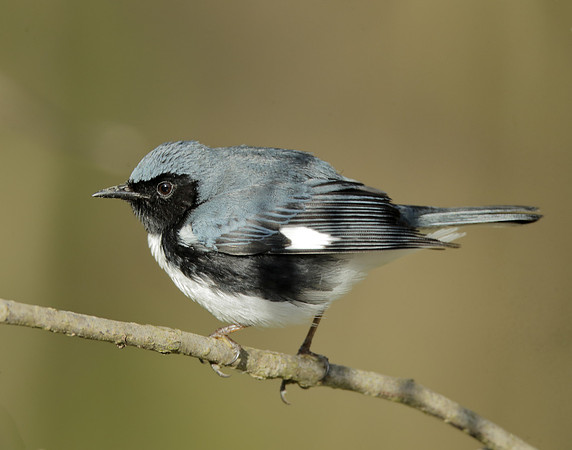 Black-throated Blue Warbler Setophaga caerulescens