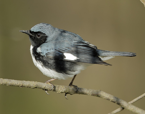 Black-throated Blue Warbler Setophaga caerulescens