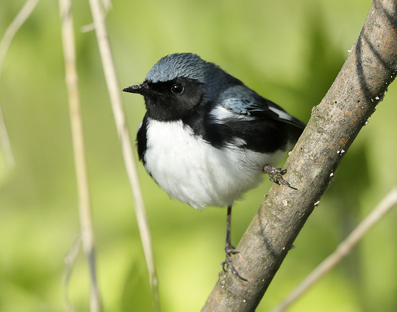 Black-throated Blue Warbler Setophaga caerulescens