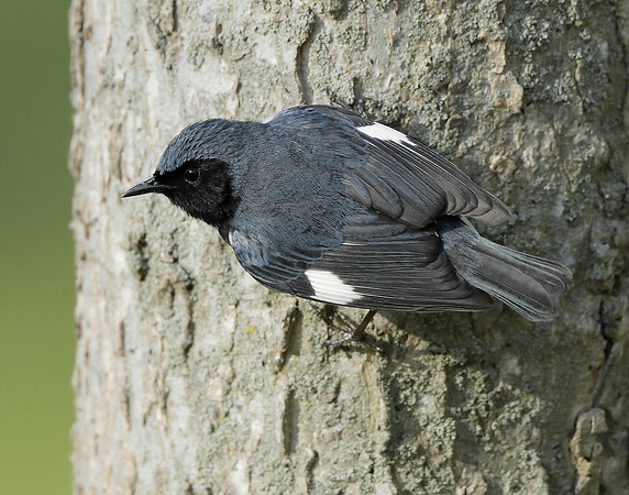 Black-throated Blue Warbler Setophaga caerulescens