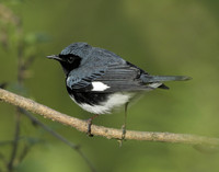 Black-throated Blue Warbler Setophaga caerulescens