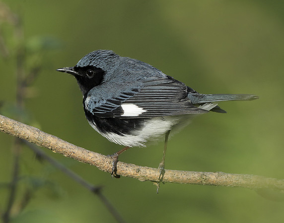 Black-throated Blue Warbler Setophaga caerulescens