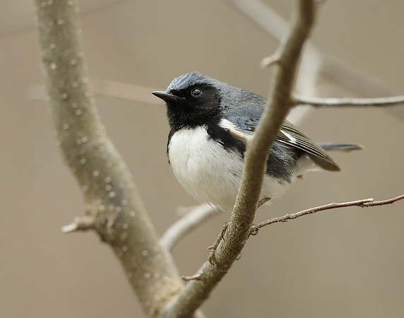 Black-throated Blue Warbler Setophaga caerulescens