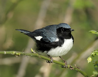 Black-throated Blue Warbler Setophaga caerulescens
