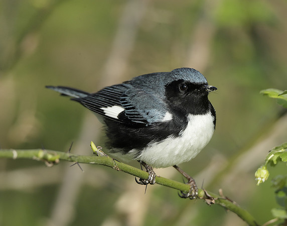 Black-throated Blue Warbler Setophaga caerulescens