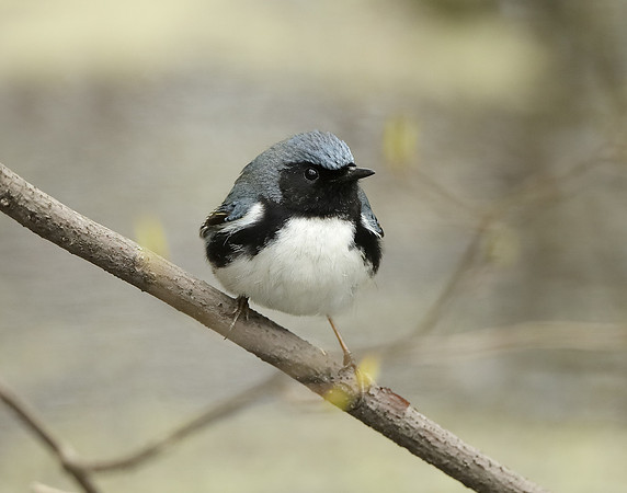 Black-throated Blue Warbler Setophaga caerulescens