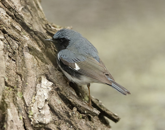 Black-throated Blue Warbler Setophaga caerulescens