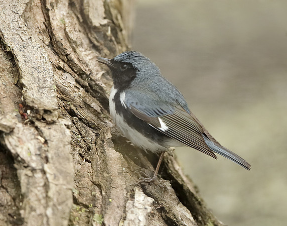 Black-throated Blue Warbler Setophaga caerulescens