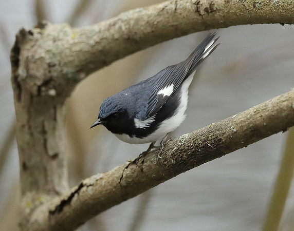 Black-throated Blue Warbler Setophaga caerulescens