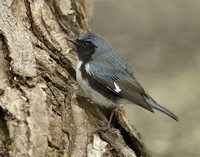 Black-throated Blue Warbler Setophaga caerulescens