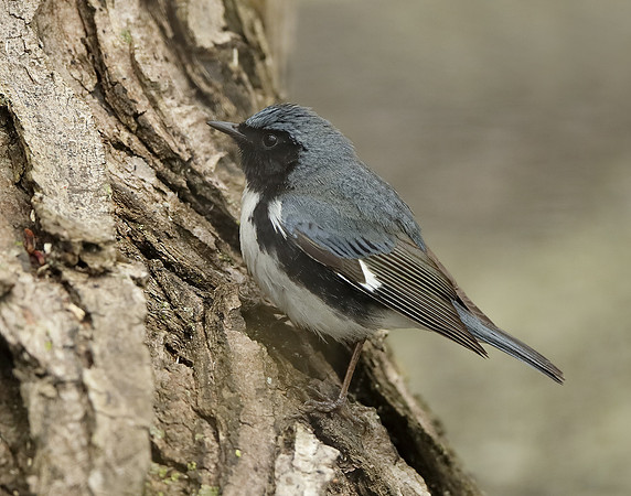 Black-throated Blue Warbler Setophaga caerulescens