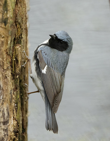 Black-throated Blue Warbler Setophaga caerulescens
