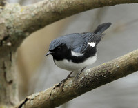 Black-throated Blue Warbler Setophaga caerulescens