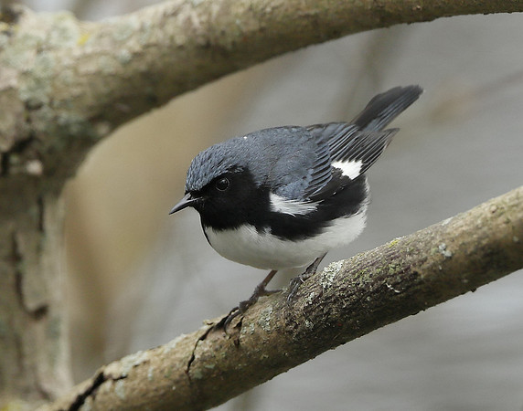 Black-throated Blue Warbler Setophaga caerulescens