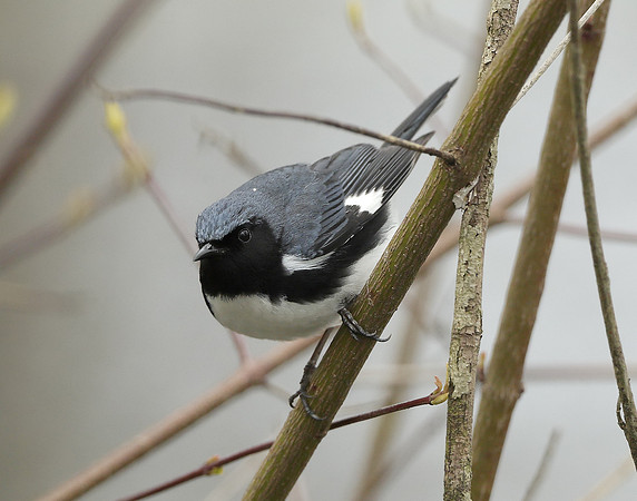 Black-throated Blue Warbler Setophaga caerulescens
