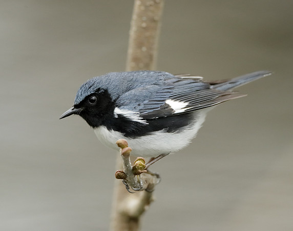 Black-throated Blue Warbler Setophaga caerulescens
