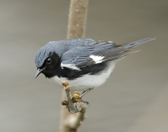 Black-throated Blue Warbler Setophaga caerulescens