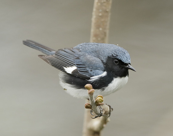Black-throated Blue Warbler Setophaga caerulescens