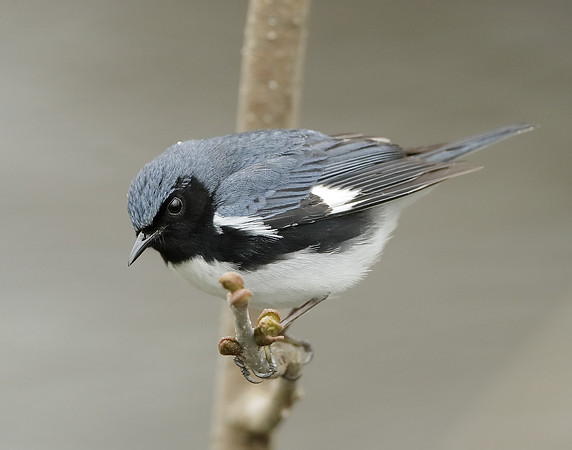 Black-throated Blue Warbler Setophaga caerulescens