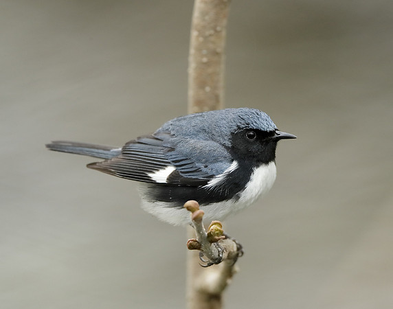Black-throated Blue Warbler Setophaga caerulescens