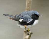 Black-throated Blue Warbler Setophaga caerulescens