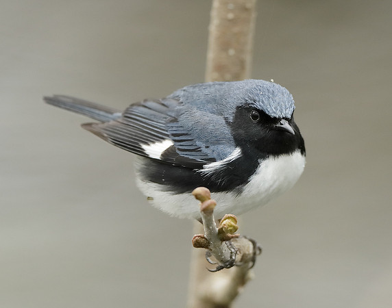 Black-throated Blue Warbler Setophaga caerulescens