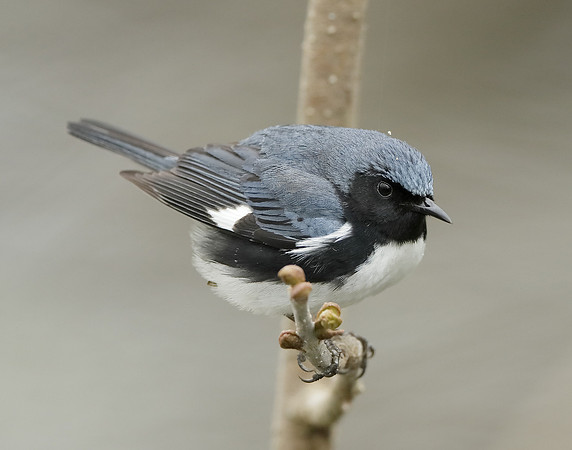 Black-throated Blue Warbler Setophaga caerulescens