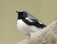 Black-throated Blue Warbler Setophaga caerulescens