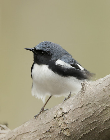 Black-throated Blue Warbler Setophaga caerulescens
