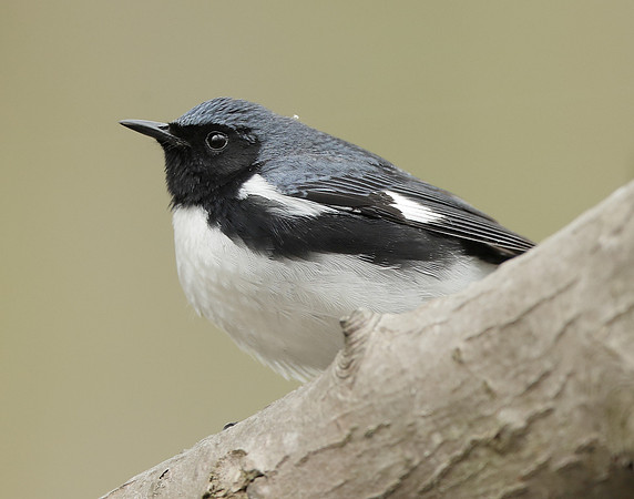 Black-throated Blue Warbler Setophaga caerulescens