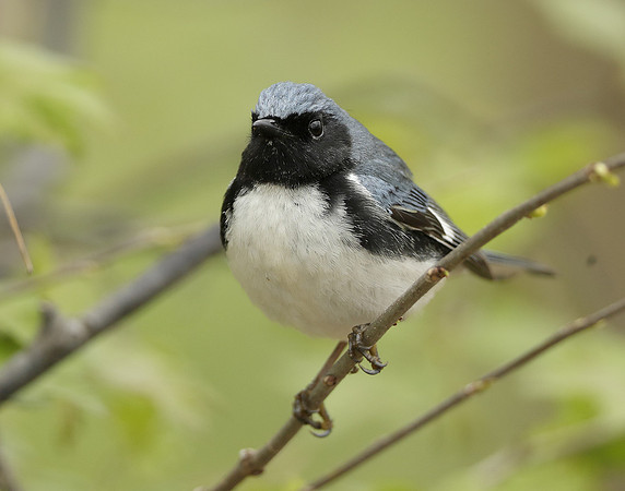 Black-throated Blue Warbler Setophaga caerulescens