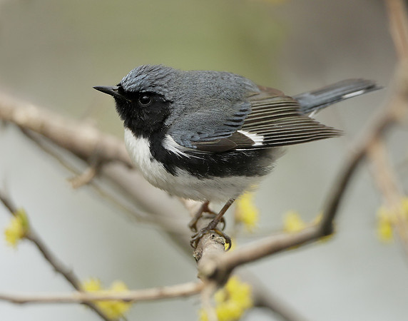 Black-throated Blue Warbler Setophaga caerulescens