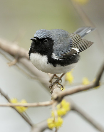 Black-throated Blue Warbler Setophaga caerulescens