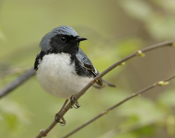 Black-throated Blue Warbler Setophaga caerulescens