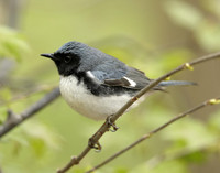 Black-throated Blue Warbler Setophaga caerulescens