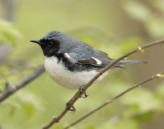 Black-throated Blue Warbler Setophaga caerulescens