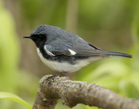 Black-throated Blue Warbler Setophaga caerulescens