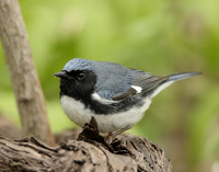 Black-throated Blue Warbler Setophaga caerulescens