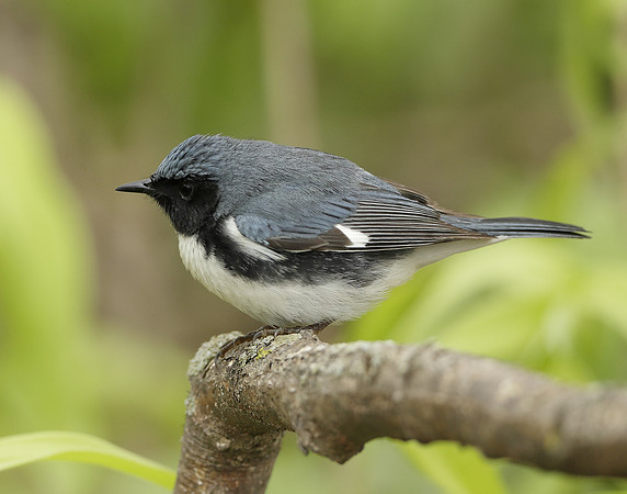 Black-throated Blue Warbler Setophaga caerulescens