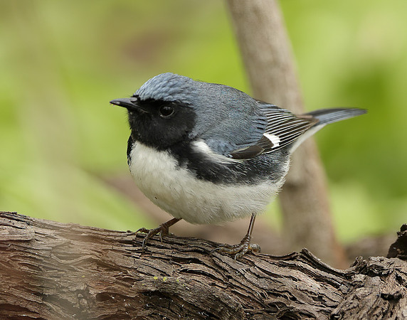 Black-throated Blue Warbler Setophaga caerulescens
